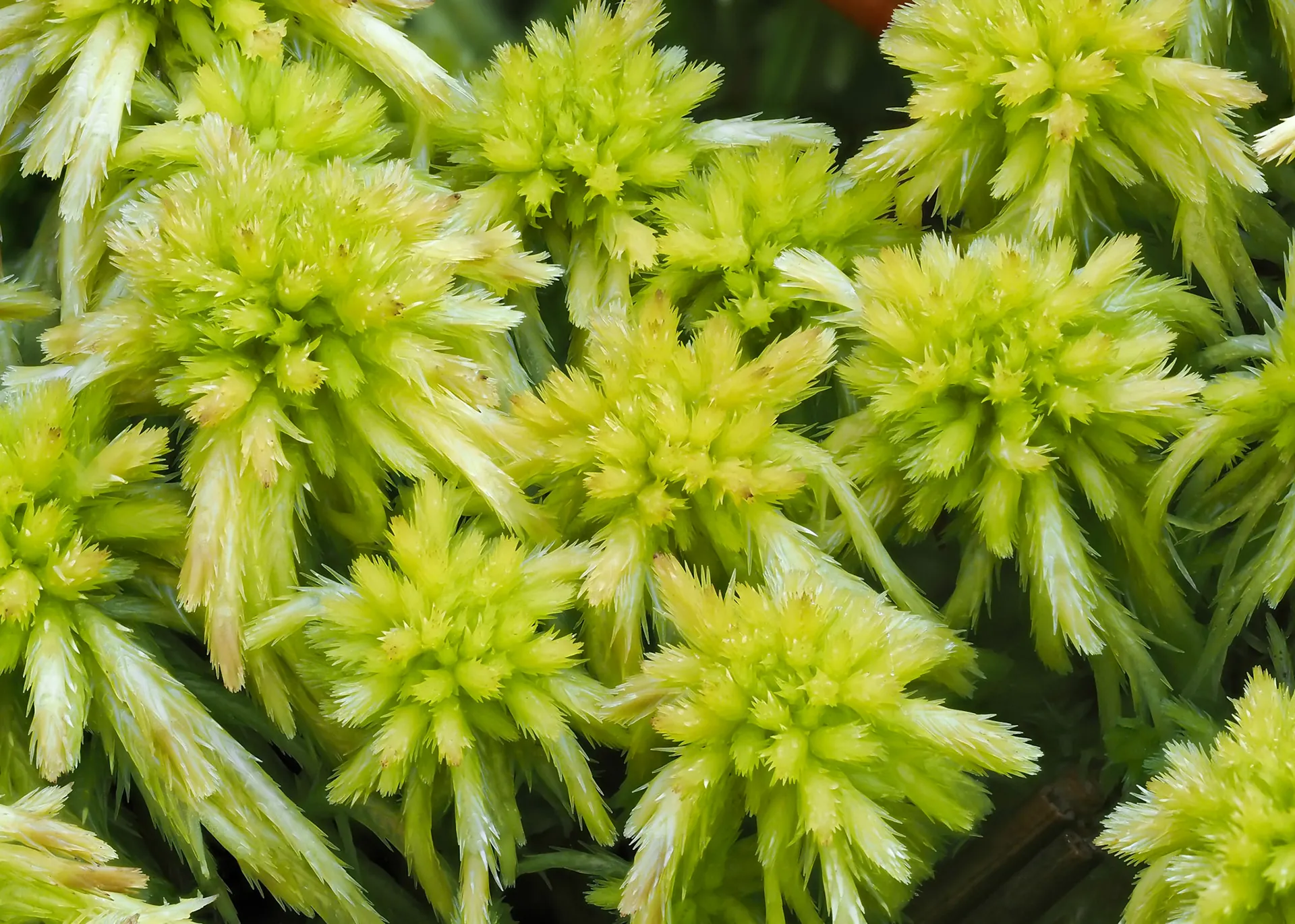 Sphagnum falcatum