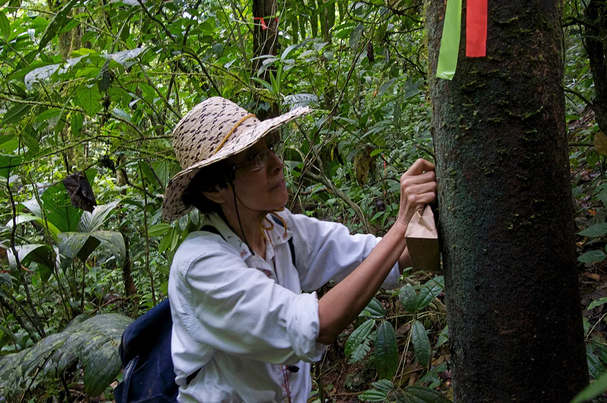 Salazar Allen, Noris — Riclef Grolle Award for Excellence in Bryodiversity Research 2011